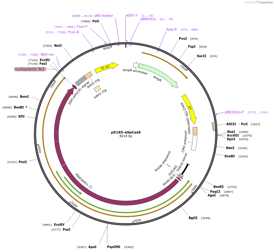 140564-plasmid-map-sequence-id-296472