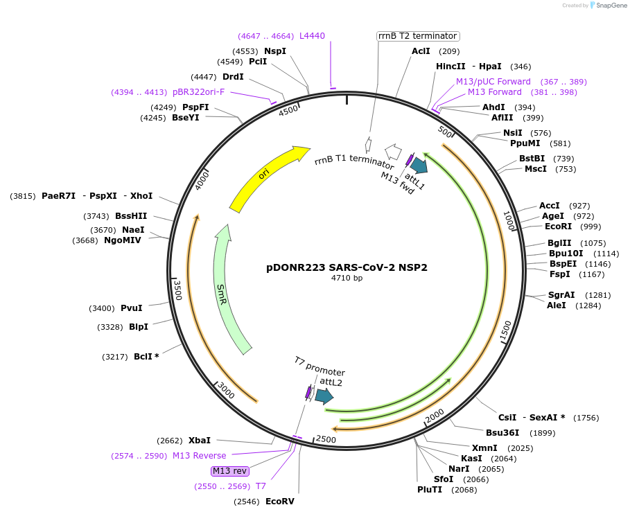 141256-plasmid-map-sequence-id-296484