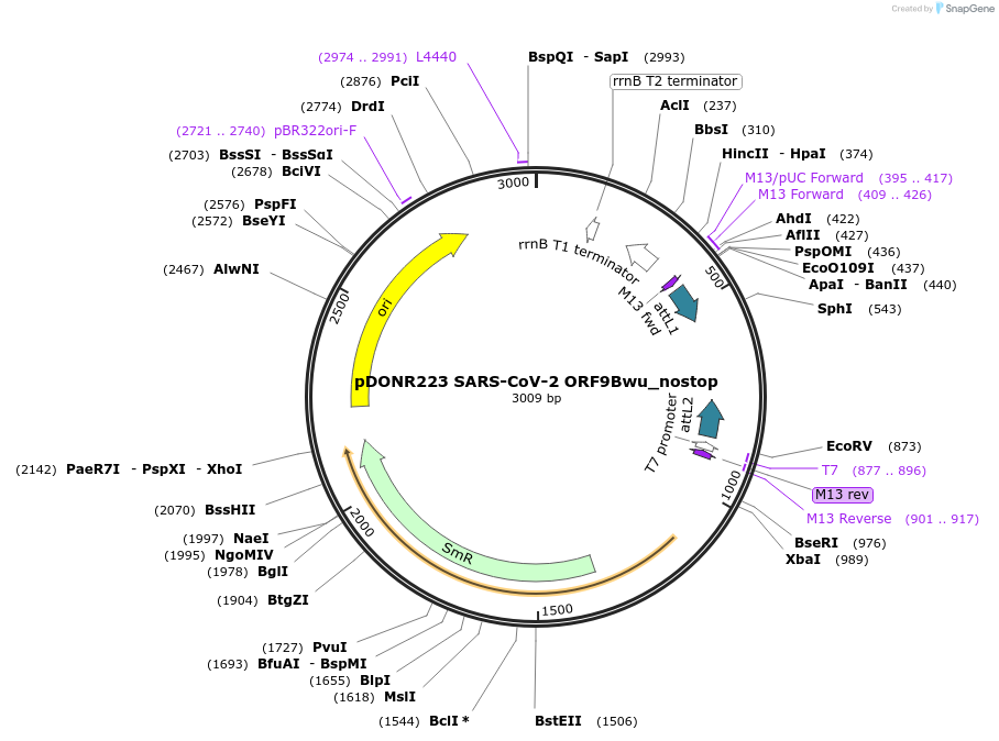 149328-plasmid-map-sequence-id-296489