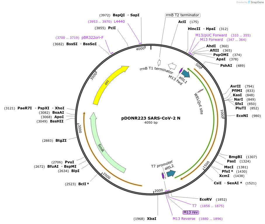 149330-plasmid-map-sequence-id-296491
