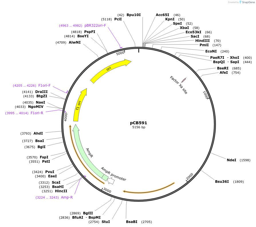 141096-plasmid-map-sequence-id-296501
