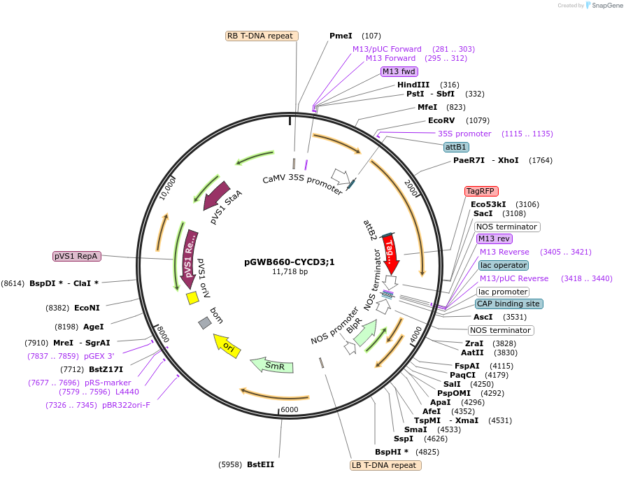 140751-plasmid-map-sequence-id-296510