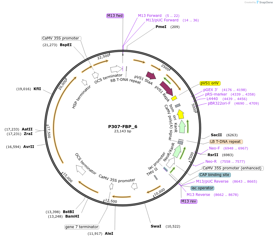 139697-plasmid-map-sequence-id-296513