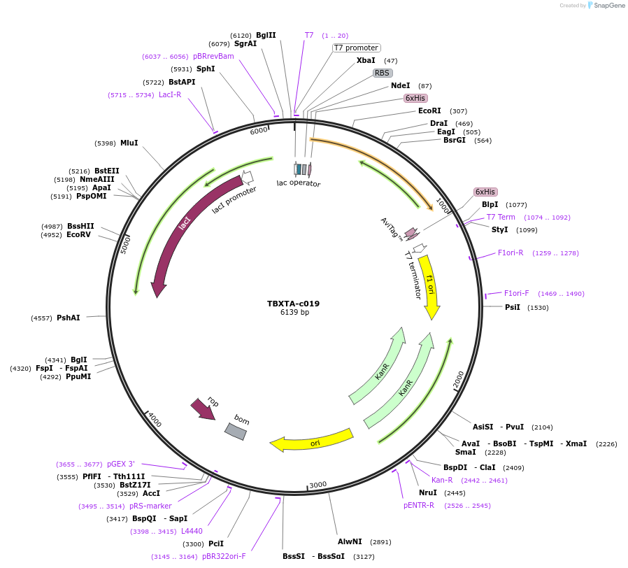 139756-plasmid-map-sequence-id-296514