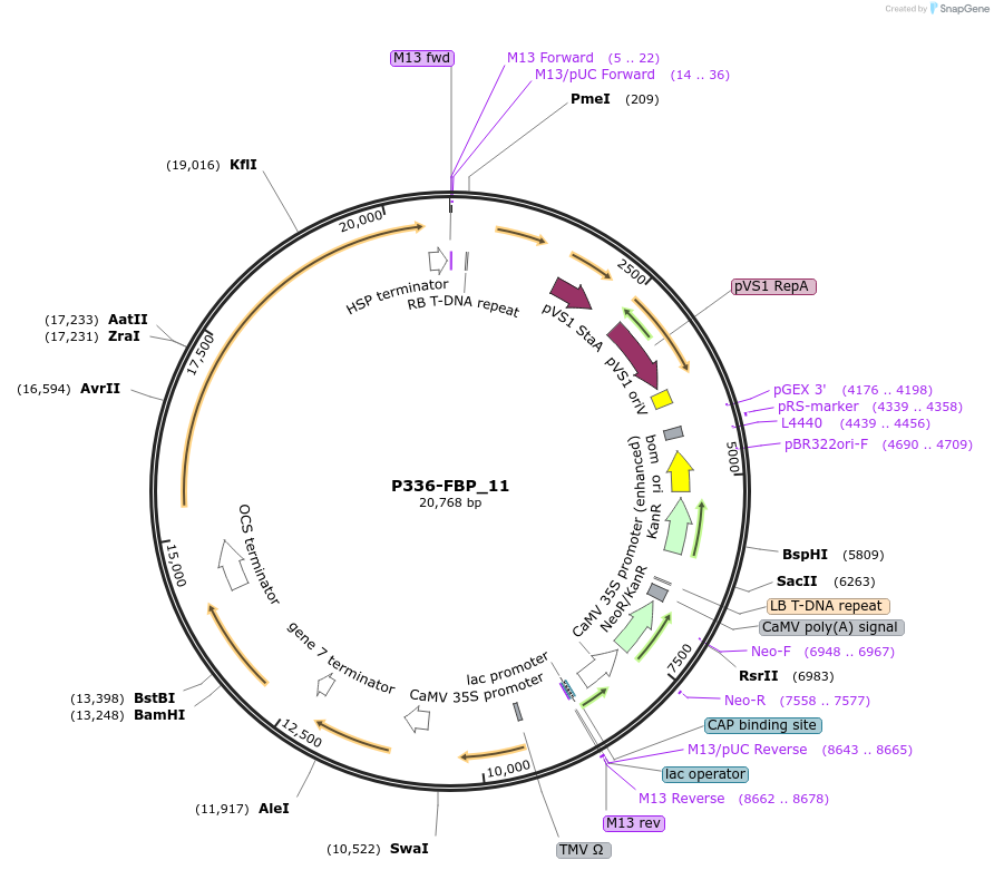 139702-plasmid-map-sequence-id-296517