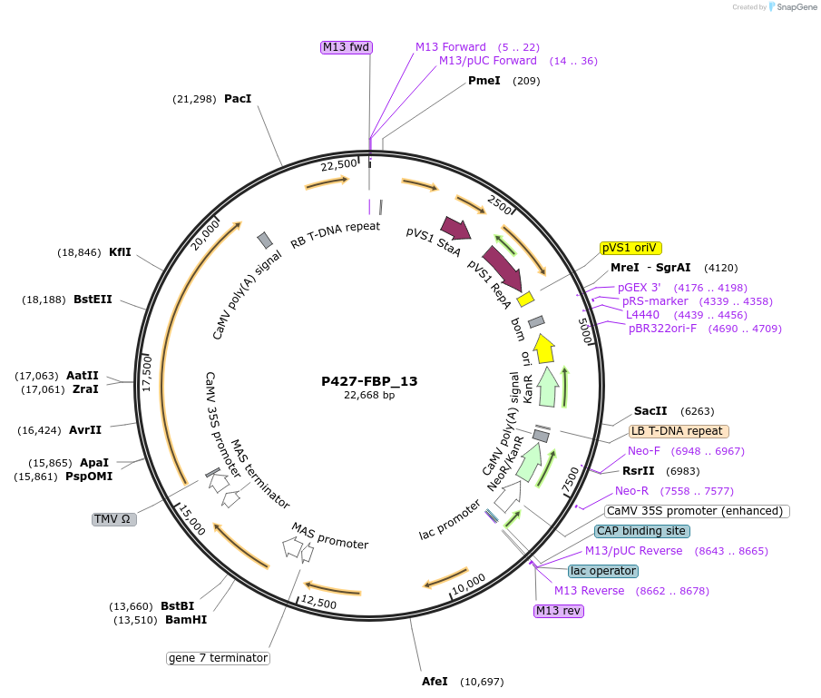 139704-plasmid-map-sequence-id-296524