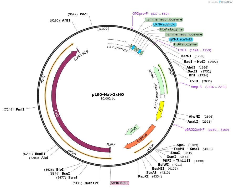 139069-plasmid-map-sequence-id-296525