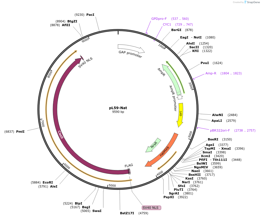 140465-plasmid-map-sequence-id-296528