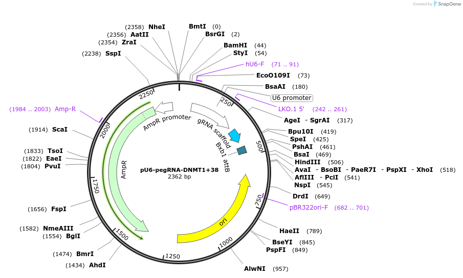 140578-plasmid-map-sequence-id-296570