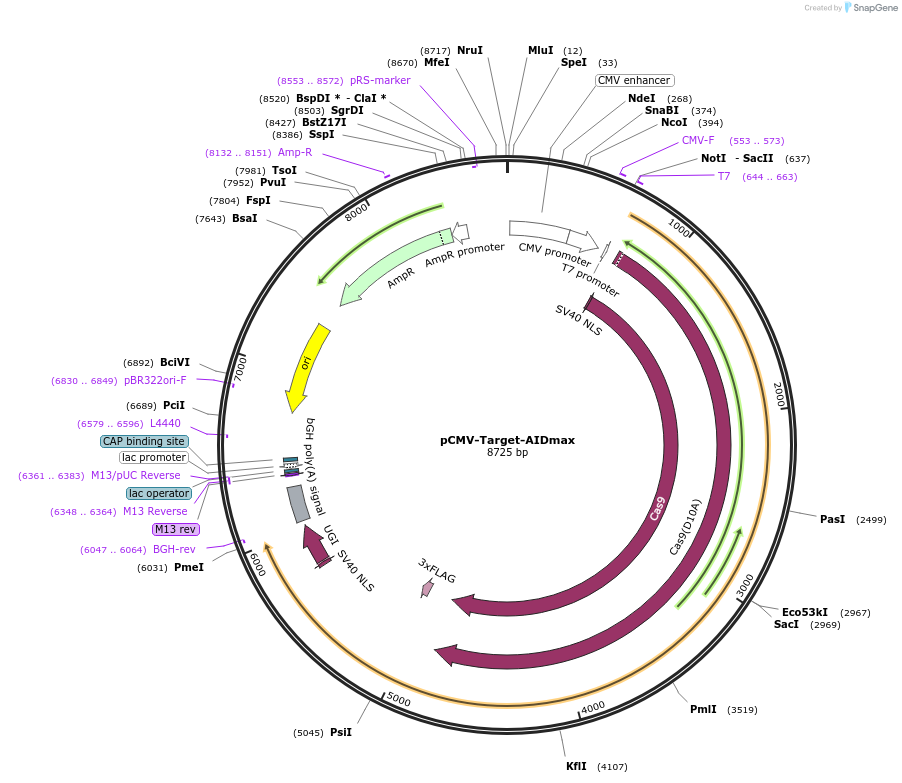 139107-plasmid-map-sequence-id-296574