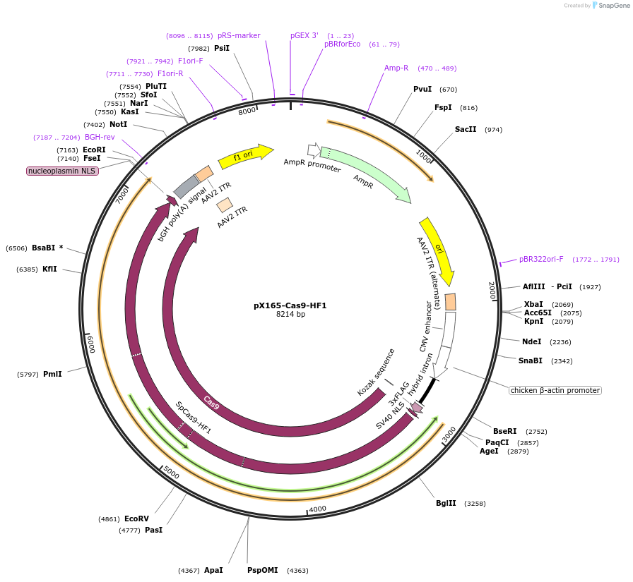 140565-plasmid-map-sequence-id-296578
