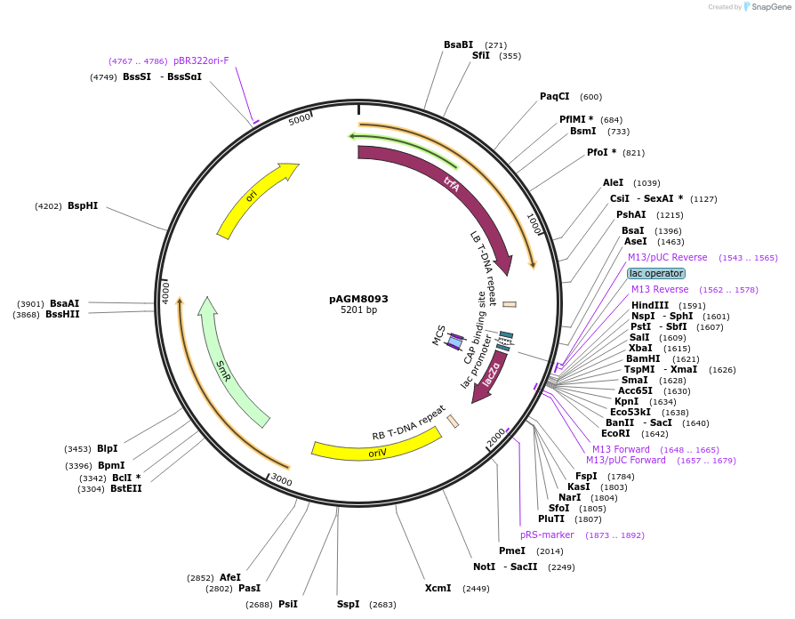 48043-plasmid-map-sequence-id-296579