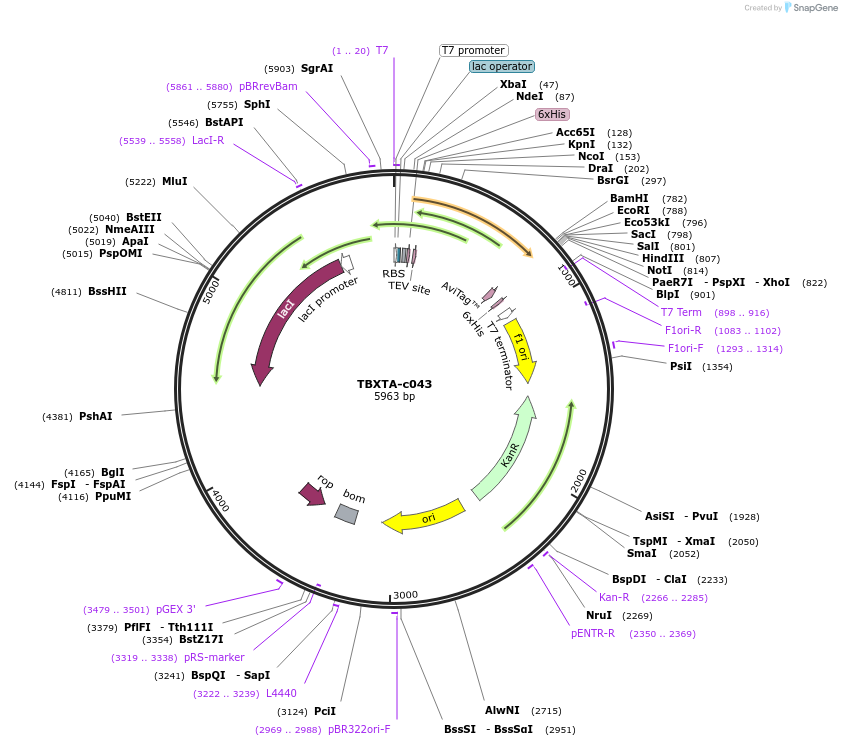 139766-plasmid-map-sequence-id-296581