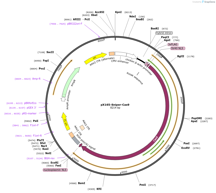 140560-plasmid-map-sequence-id-296584
