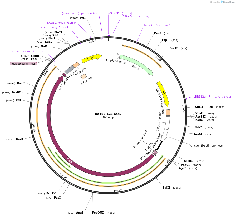 140561-plasmid-map-sequence-id-296585
