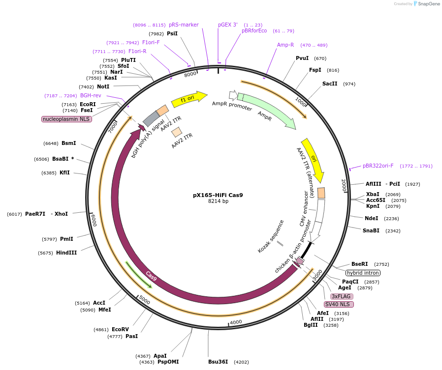 140563-plasmid-map-sequence-id-296596