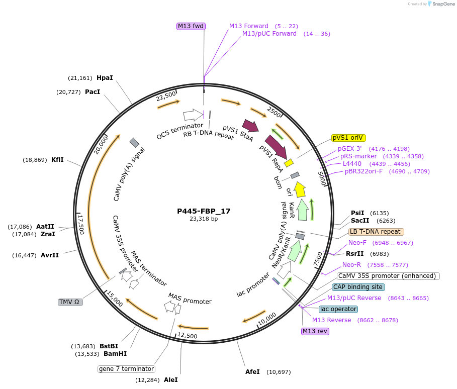 139708-plasmid-map-sequence-id-296601