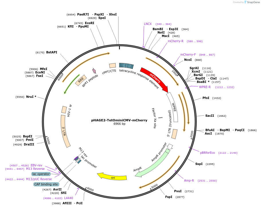 136615-plasmid-map-sequence-id-296613