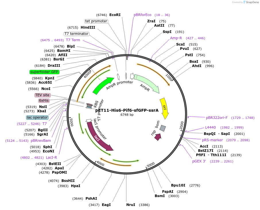 140891-plasmid-map-sequence-id-296641