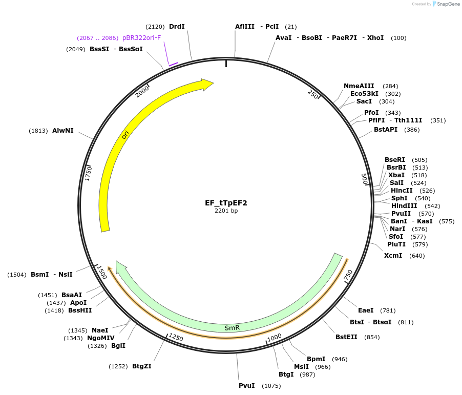 139951-plasmid-map-sequence-id-296653