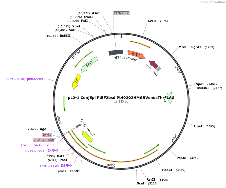 139963-plasmid-map-sequence-id-296662