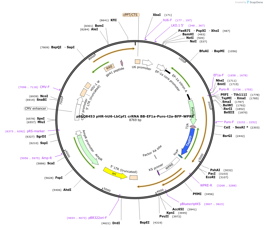 140086-plasmid-map-sequence-id-296664