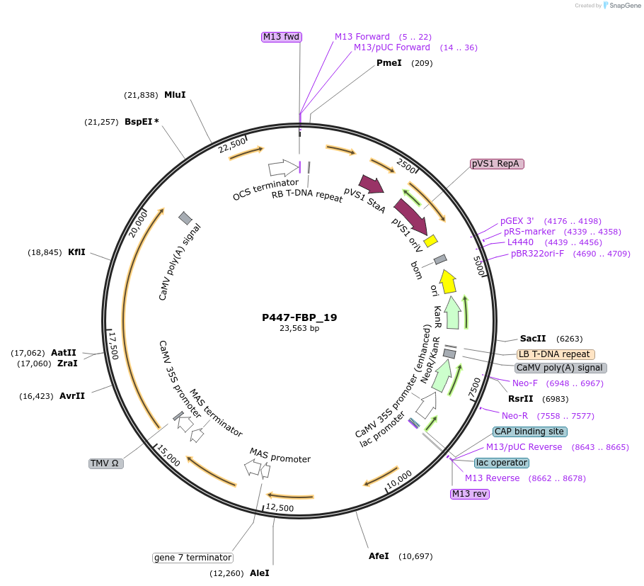 139710-plasmid-map-sequence-id-296666