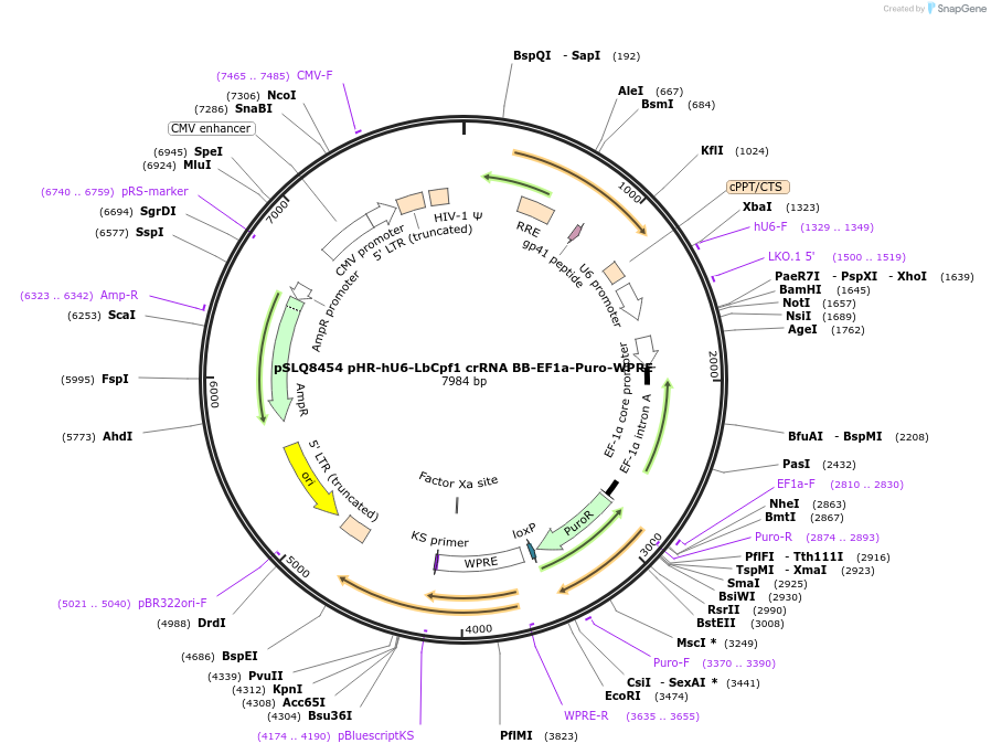140087-plasmid-map-sequence-id-296670