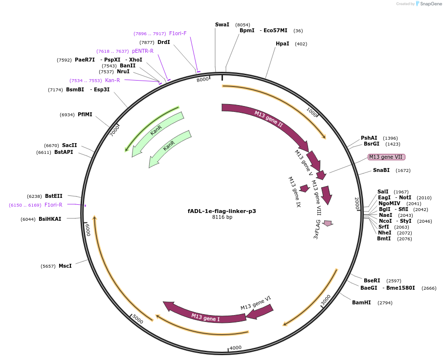 139441-plasmid-map-sequence-id-296682