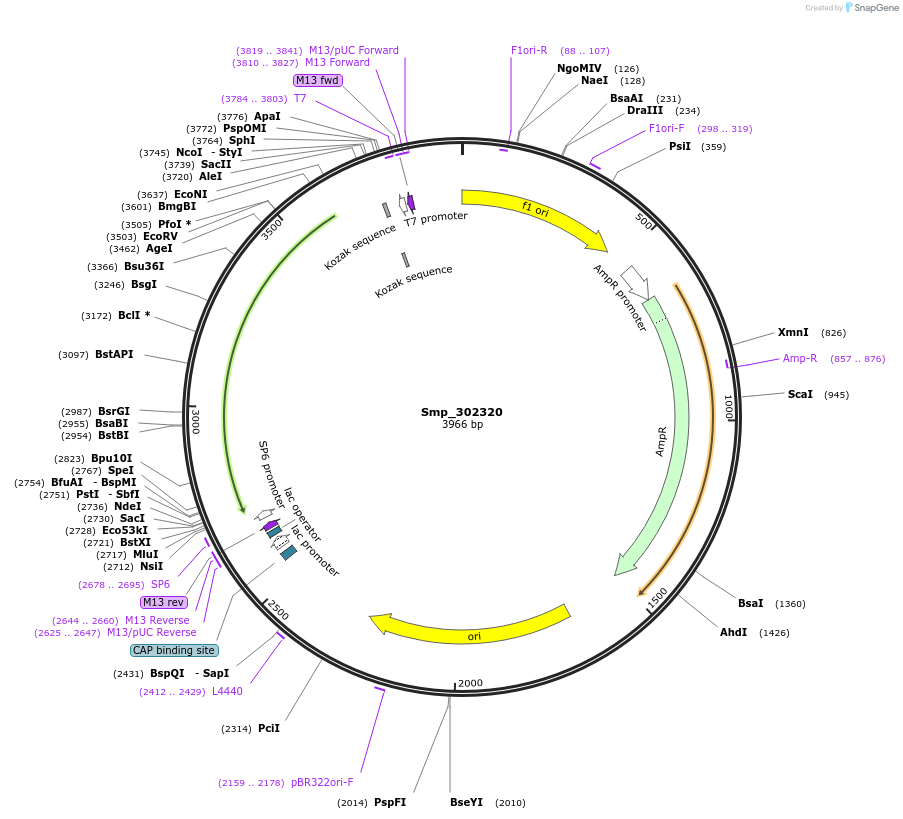 139363-plasmid-map-sequence-id-296713