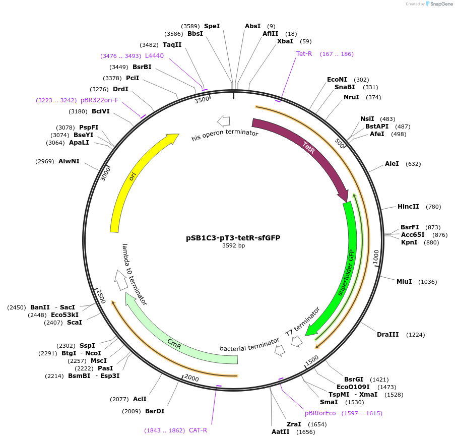 140871-plasmid-map-sequence-id-296715