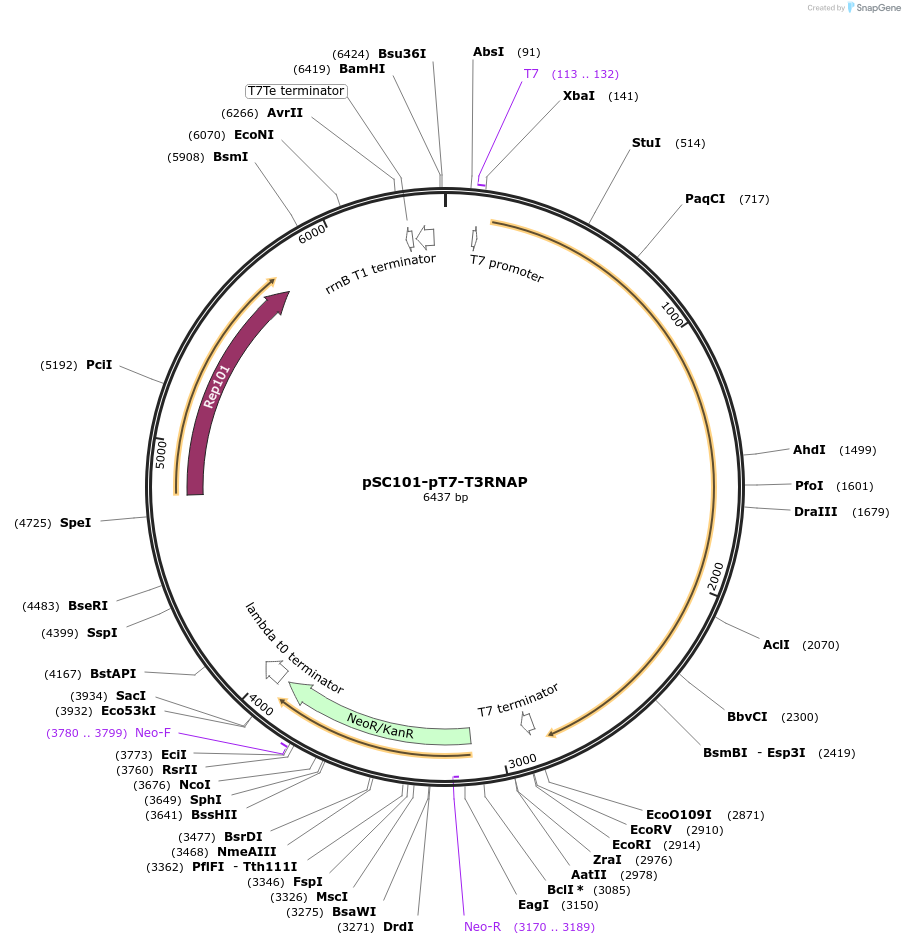 140872-plasmid-map-sequence-id-296717