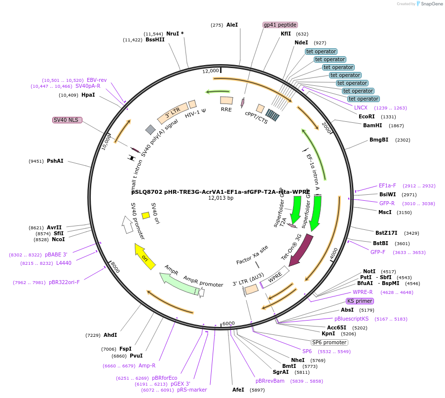 140229-plasmid-map-sequence-id-296742
