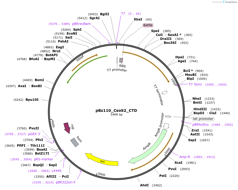 140844-plasmid-map-sequence-id-296744