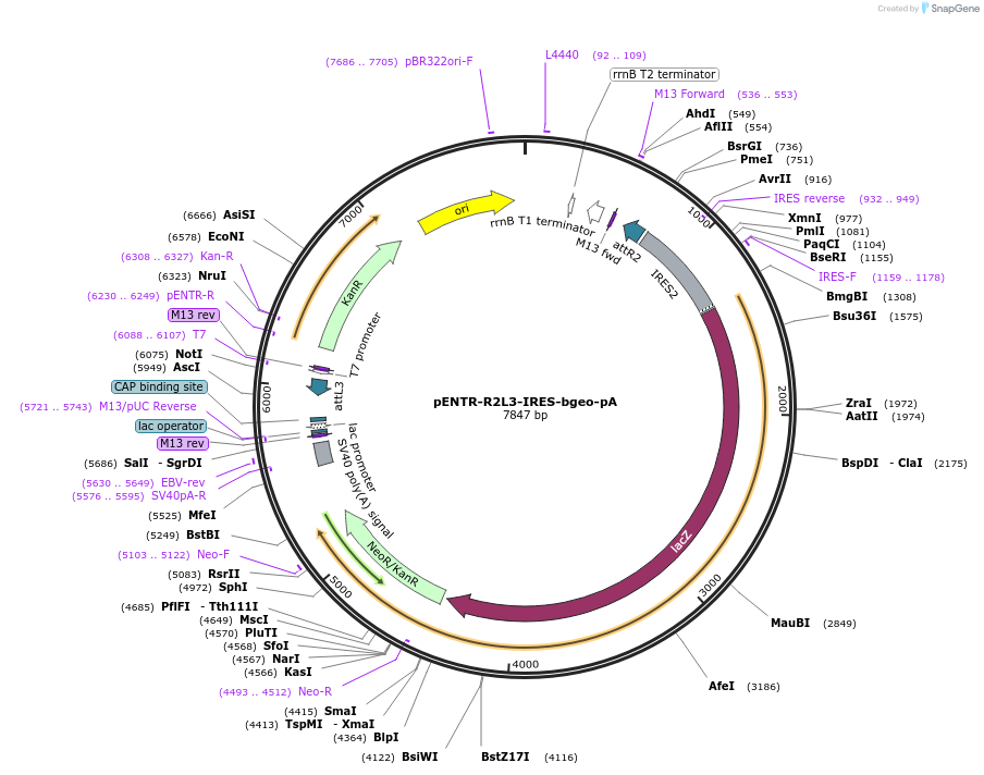 139533-plasmid-map-sequence-id-296750