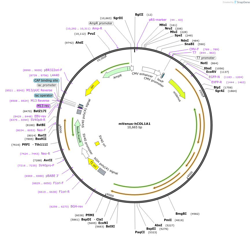 140111-plasmid-map-sequence-id-296751