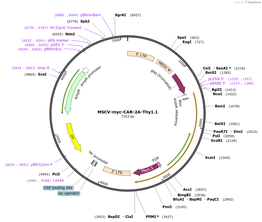 127890-plasmid-map-sequence-id-296752