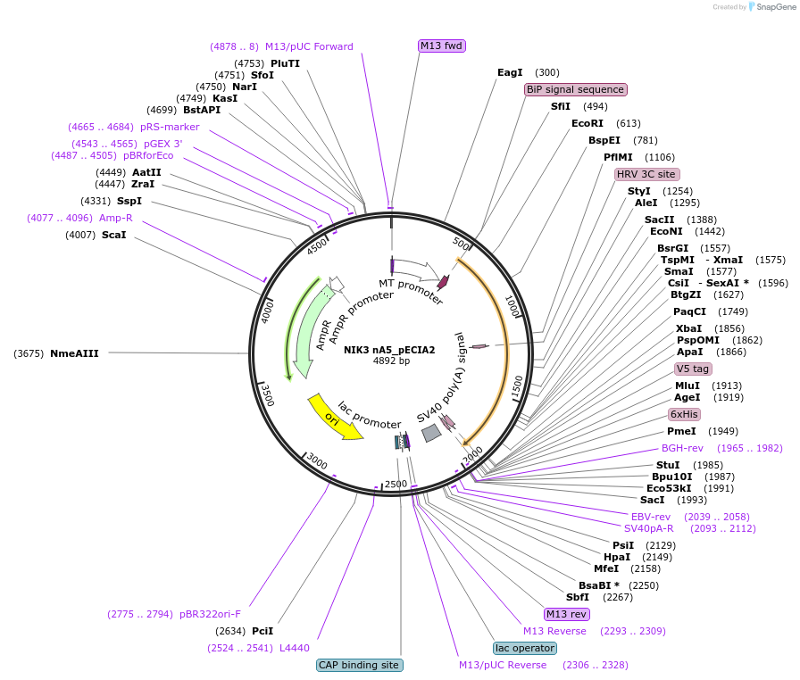114969-plasmid-map-sequence-id-296757