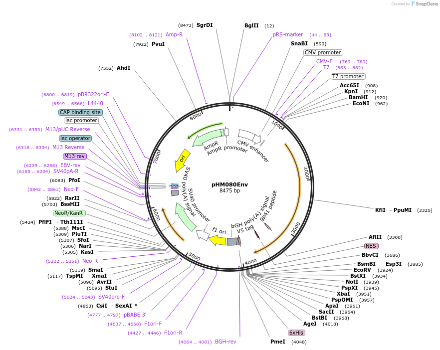 139016-plasmid-map-sequence-id-296768