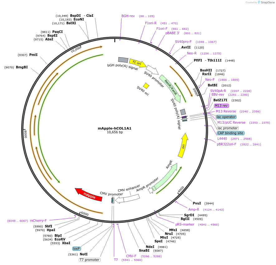 140113-plasmid-map-sequence-id-296772