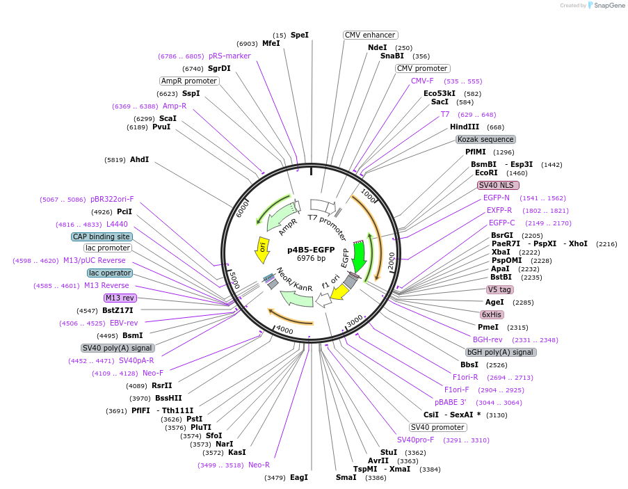 140324-plasmid-map-sequence-id-296784