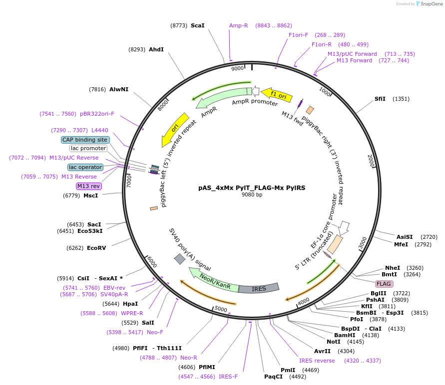 140011-plasmid-map-sequence-id-296799