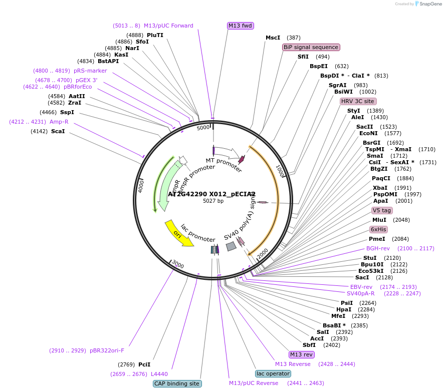 115015-plasmid-map-sequence-id-296824
