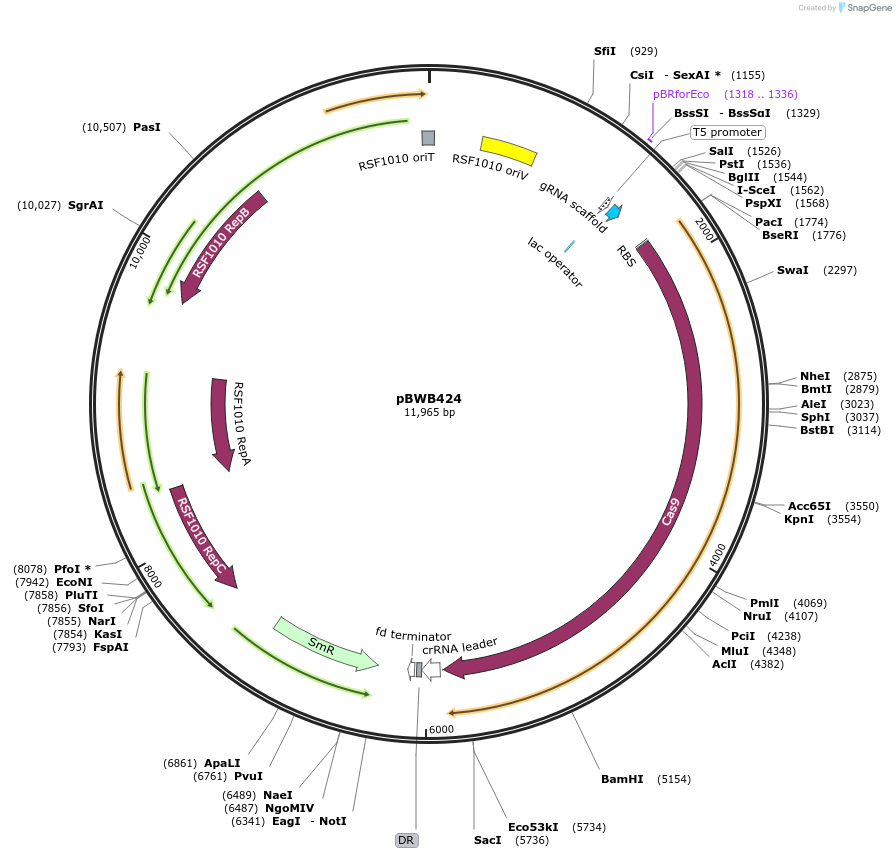 140638-plasmid-map-sequence-id-296876