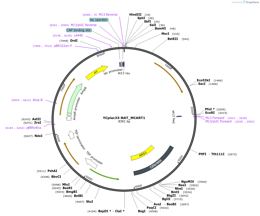 140591-plasmid-map-sequence-id-297053