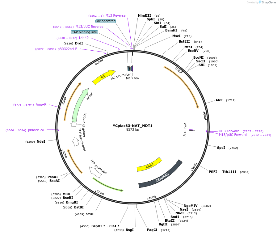 140593-plasmid-map-sequence-id-297056