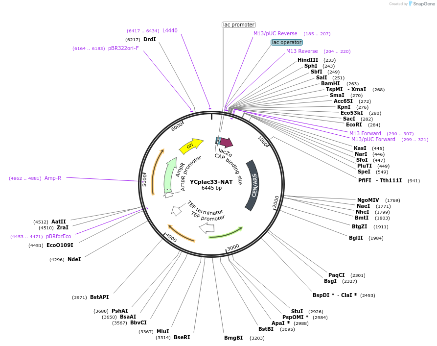 140594-plasmid-map-sequence-id-297059