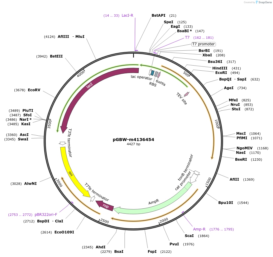149529-plasmid-map-sequence-id-297077
