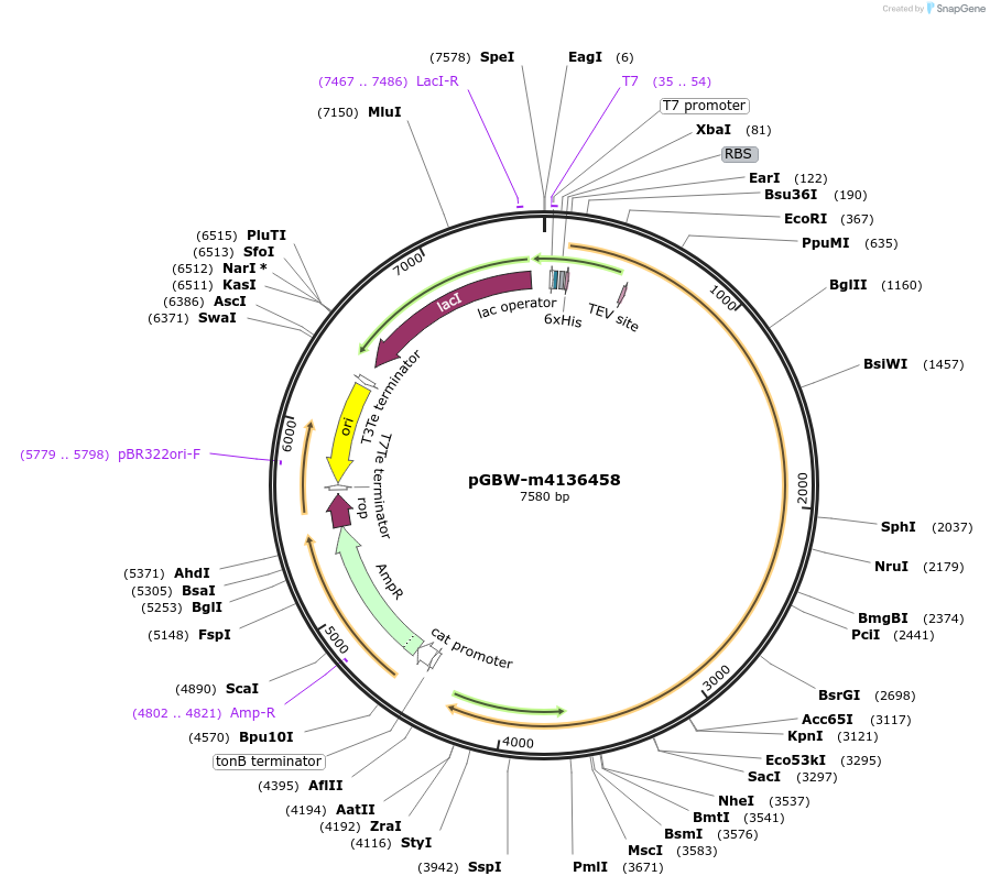 149531-plasmid-map-sequence-id-297078