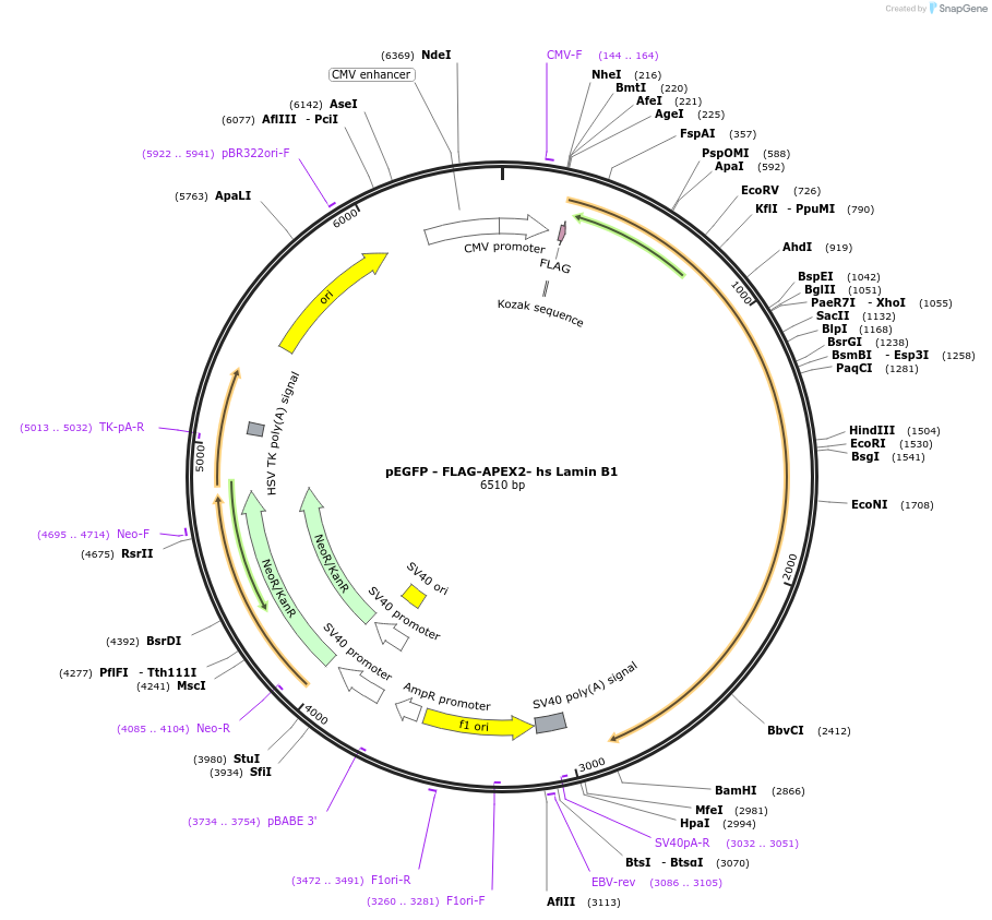 139442-plasmid-map-sequence-id-297081
